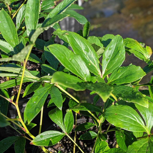 Paeonia lactiflora - Sarah Bernhardt Peony