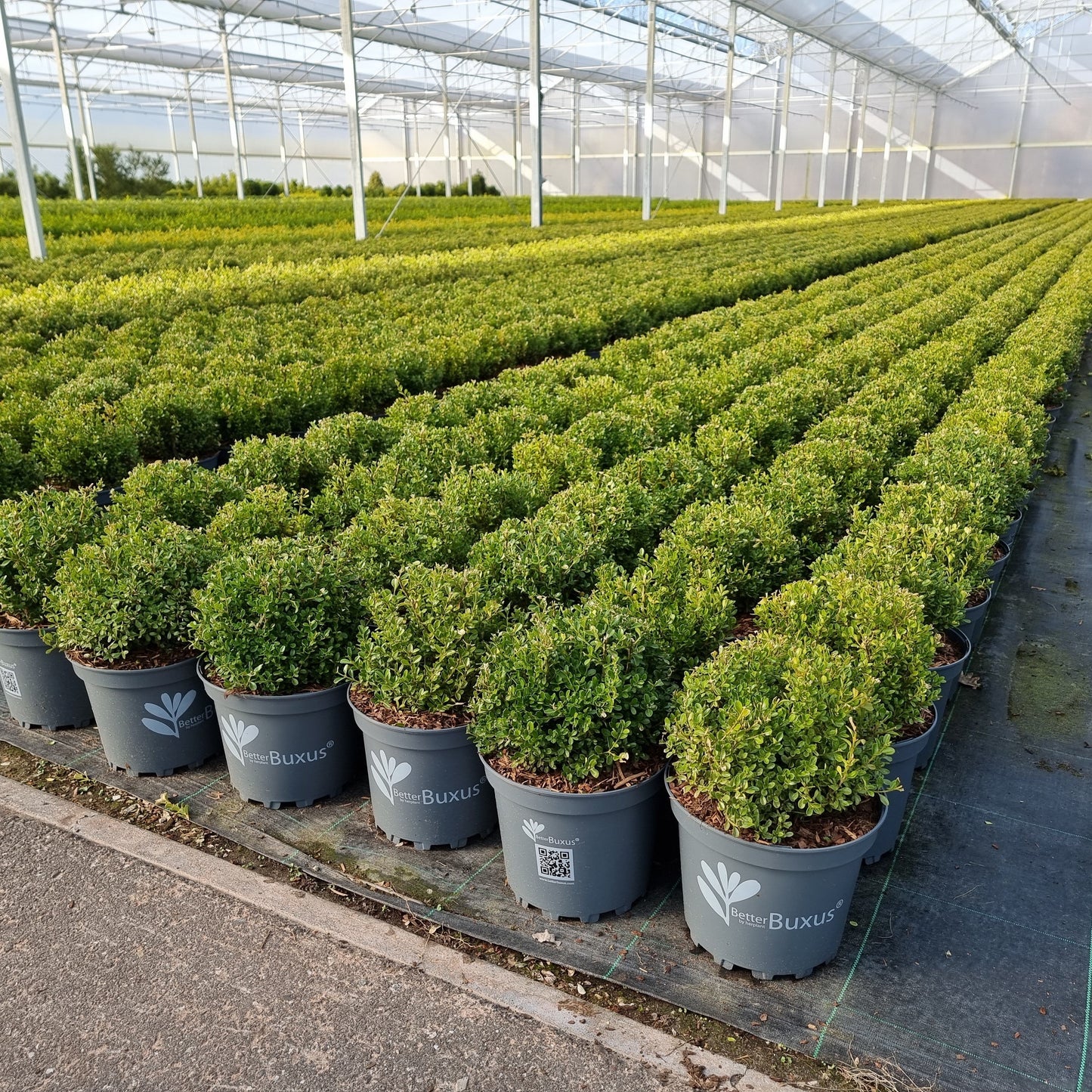 BetterBoxwood® Renaissance™ Boxwood