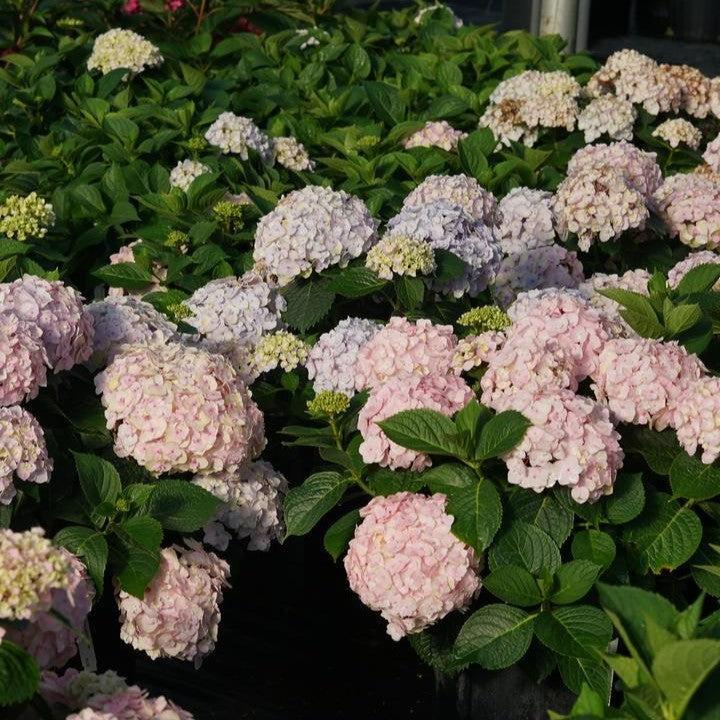 Hydrangea macrophylla - Wee Bit Innocent® Hydrangea