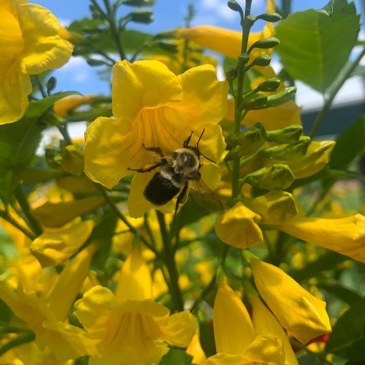 Tecoma x - Chicklet® Gold Trumpet Bush