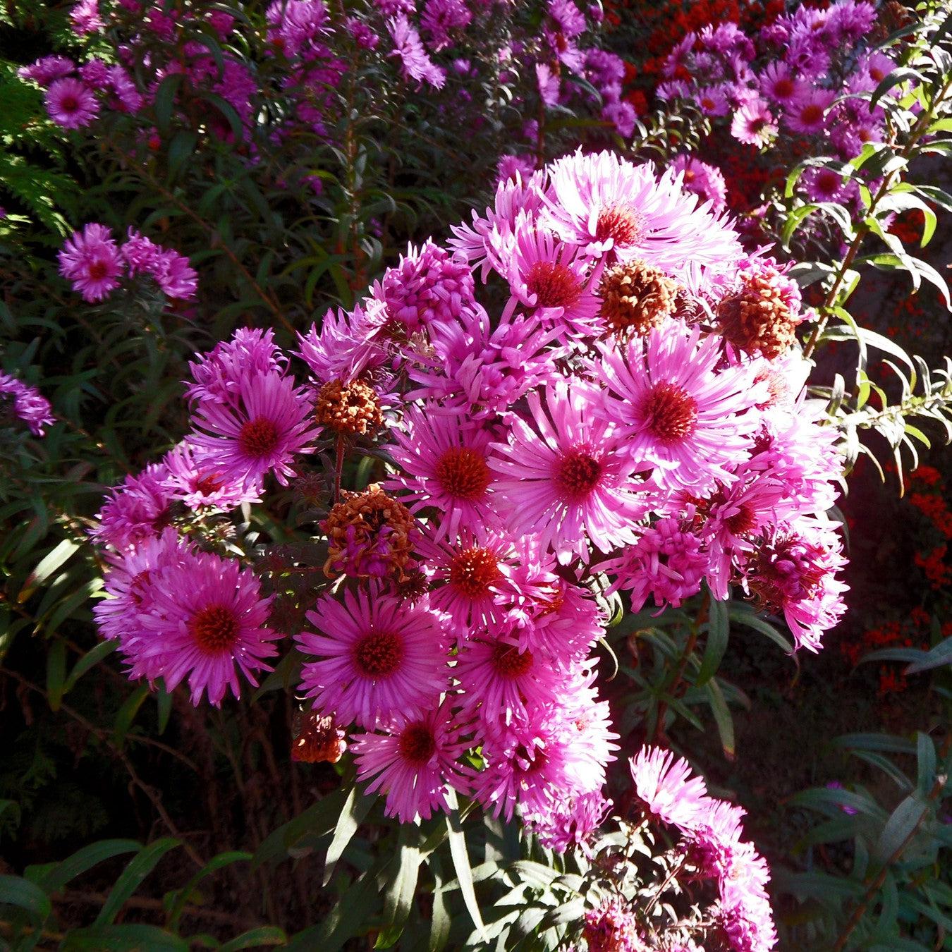 Aster novae-angliae - Vibrant Dome New England Aster
