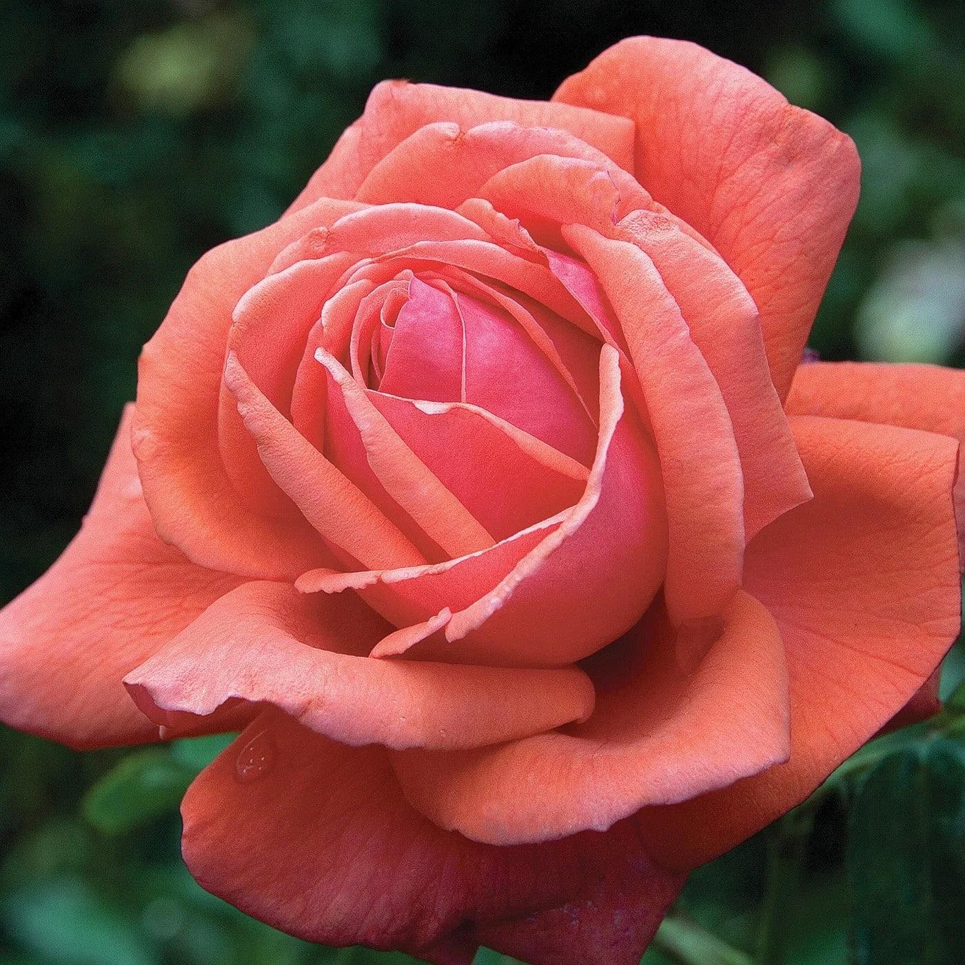 Rosa  - Fragrant Cloud Rose