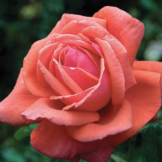 Rosa  - Fragrant Cloud Rose