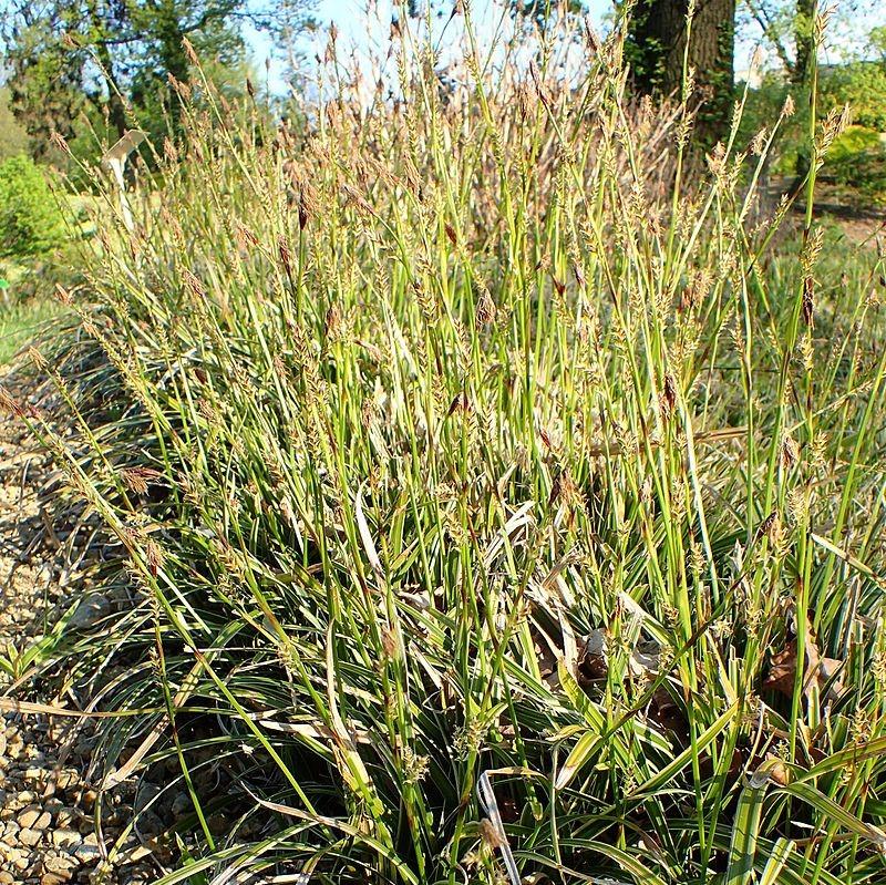 Carex morrowii - Ice Dance Sedge