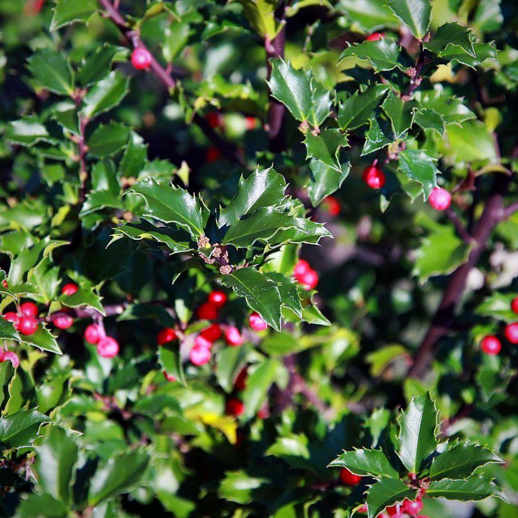 Ilex x meserveae  - Blue Princess Holly