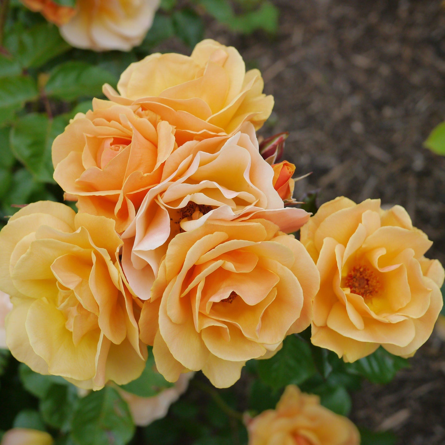 Rosa x - Flower Carpet® Amber Rose