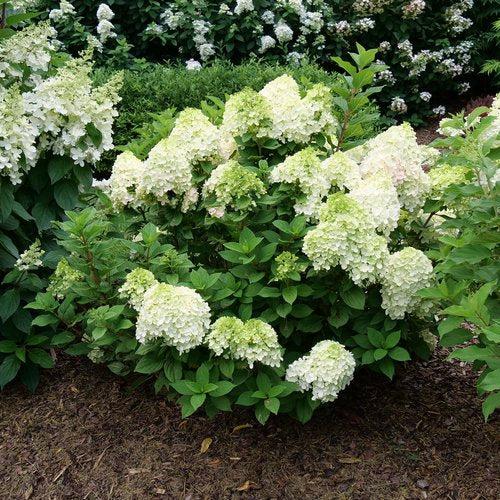 Hydrangea paniculata - Proven Winners® Little Lime Punch® Hydrangea