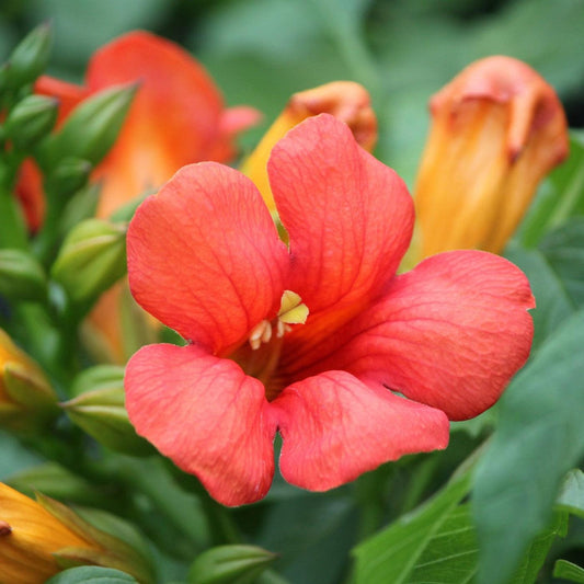 Campsis x tagliabuana - Summer Jazz™ Fire Campsis