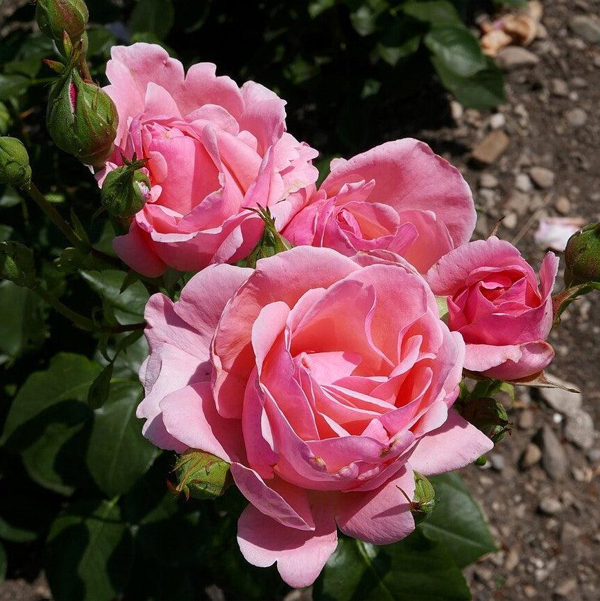 Rosa - Queen Elizabeth™ Grandiflora Rose