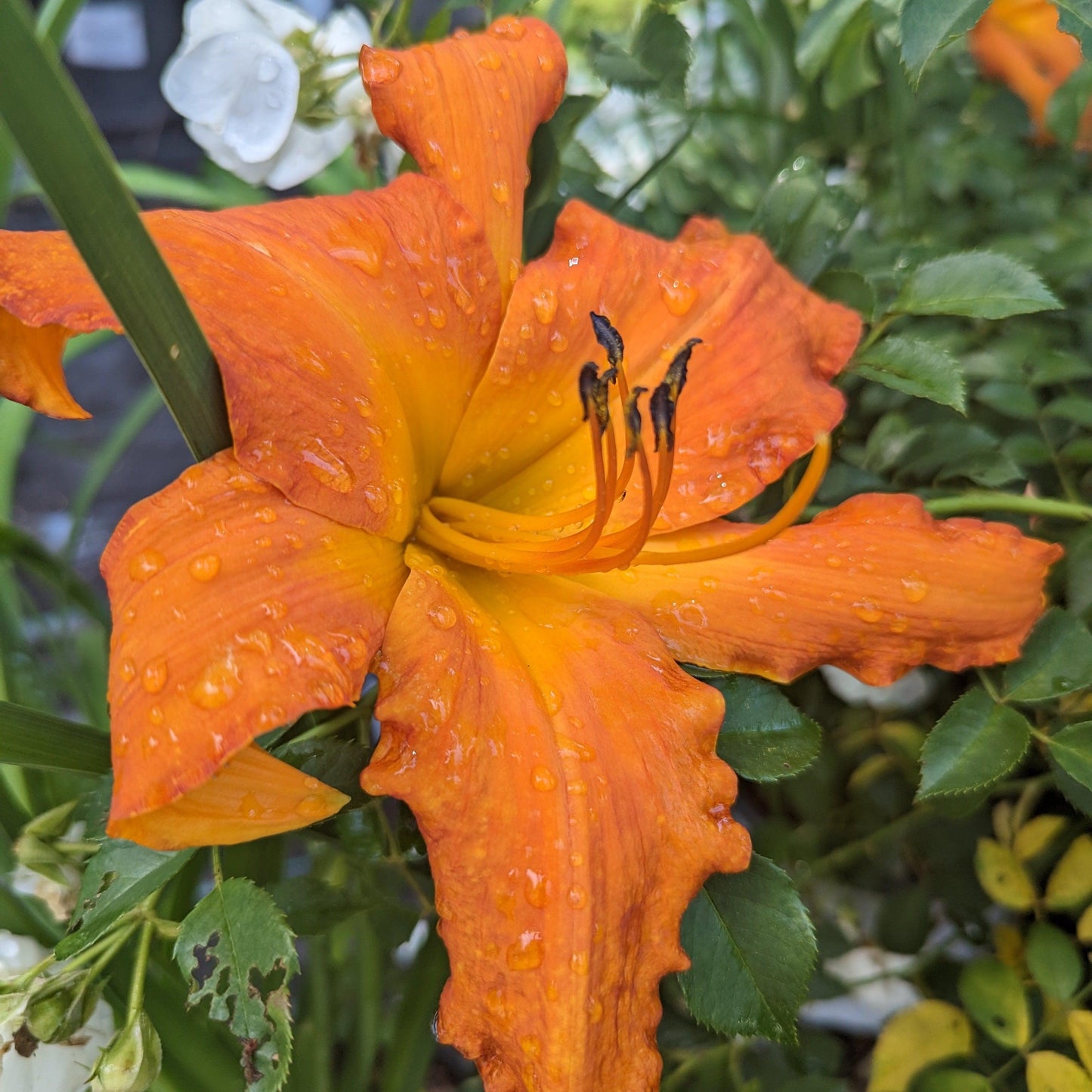 Hemerocallis - Rainbow Rhythm® 'Primal Scream' Daylily