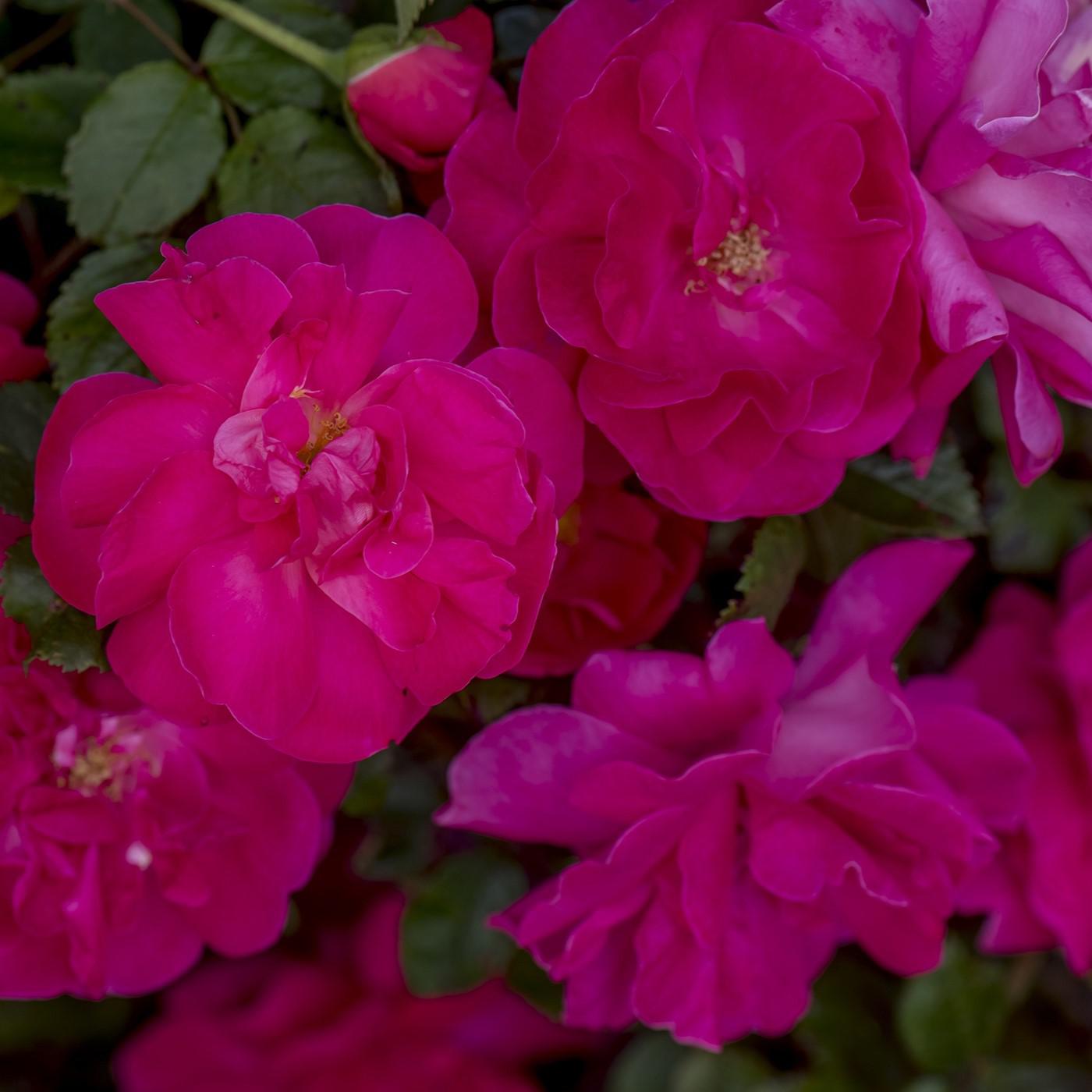 Rosa - Highwire Flyer™ Rose