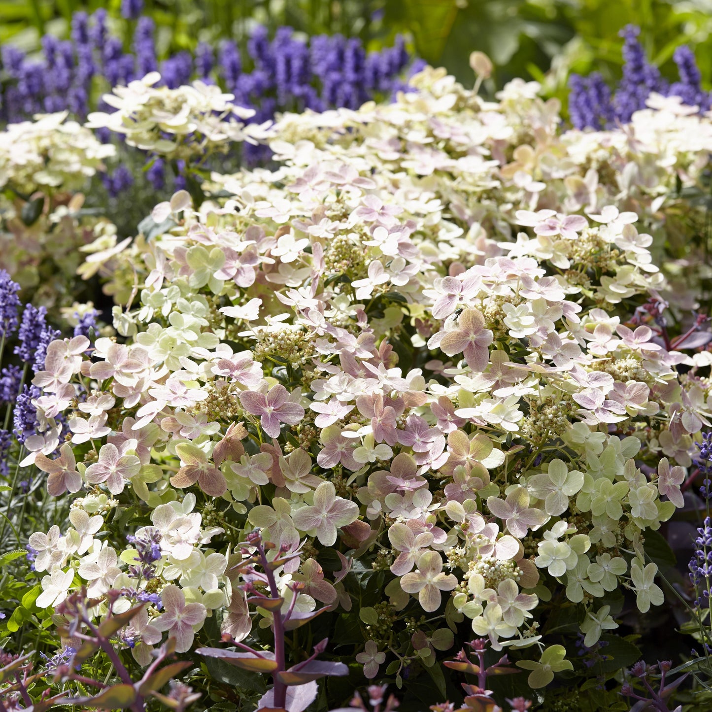 Hydrangea paniculata - Early Evolution Hydrangea