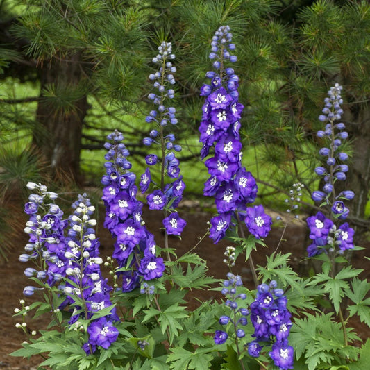 Delphinium - New Millennium™ Purple Passion Delphinium