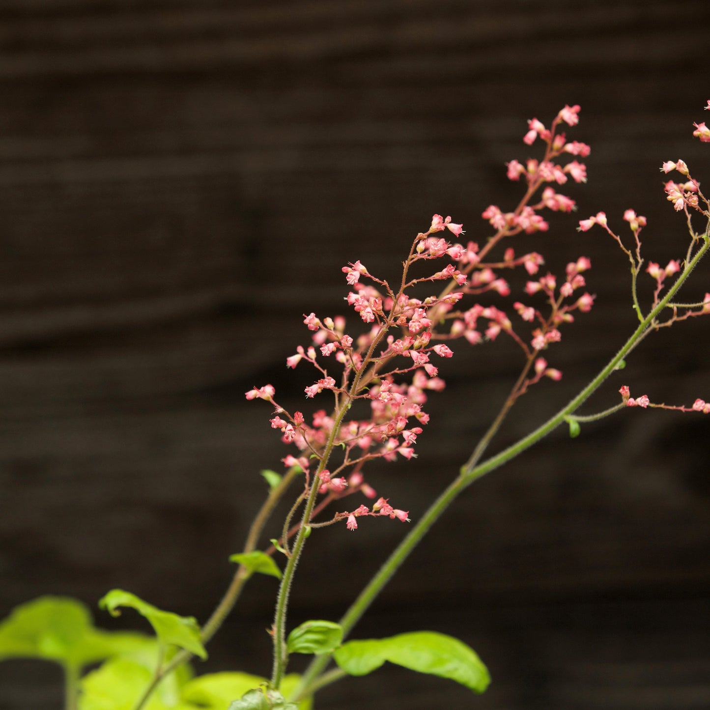 Heuchera - Primo® Pistachio Ambrosia Heuchera