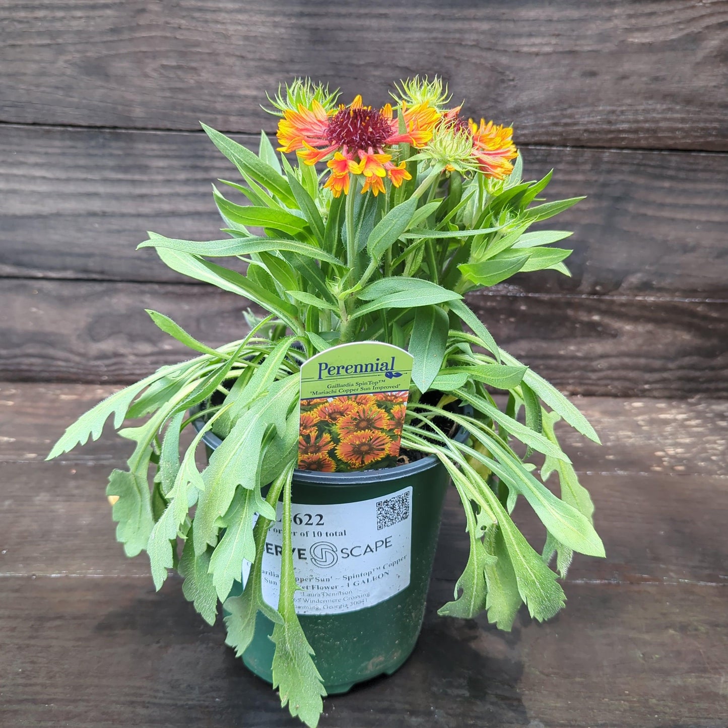 Gaillardia - Spintop™ Copper Sun Blanket Flower
