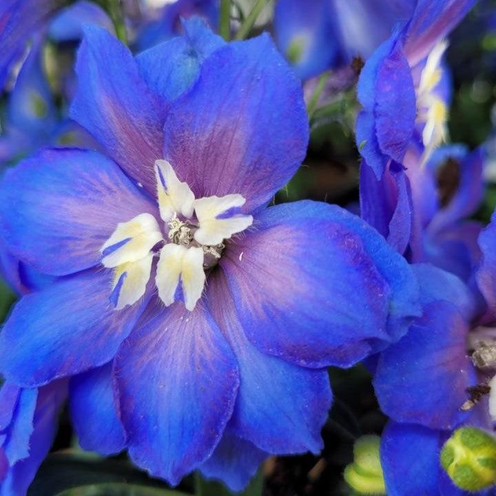 Delphinium x - Cobalt Dreams Delphinium