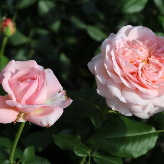 Rosa - Martha Stewart™ Rose