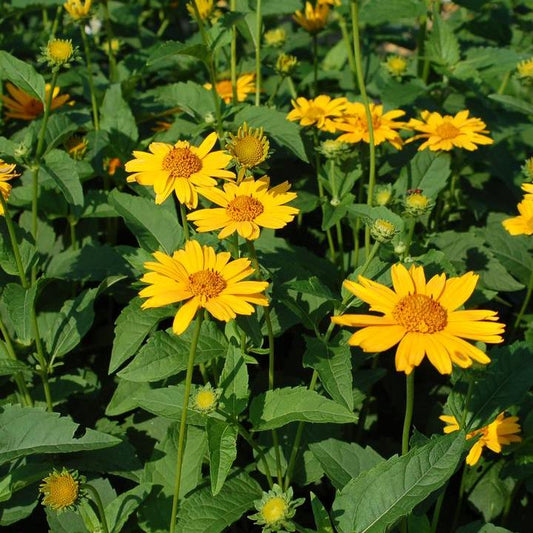 Heliopsis helianthoides - Tuscan Sun False Sunflower