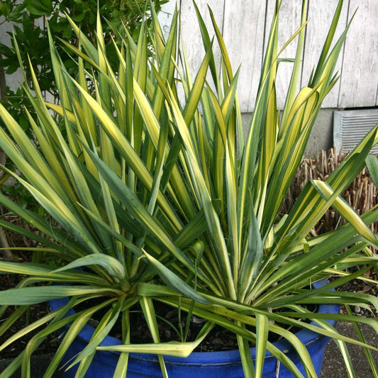 Yucca filamentosa - Color Guard Adam's Needle