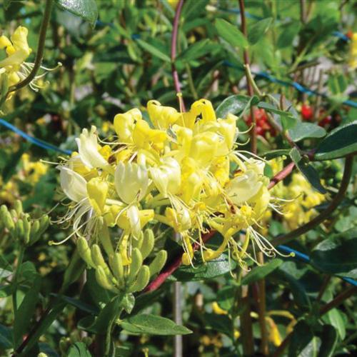 Lonicera periclymenum - Scentsation Honeysuckle