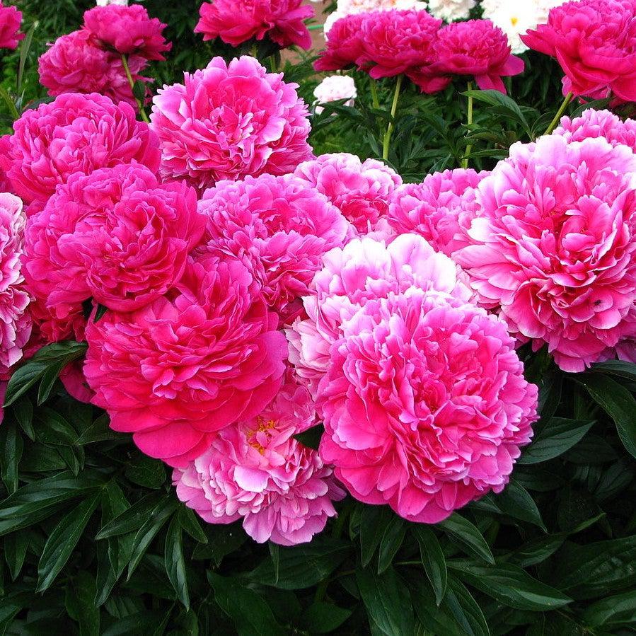 Paeonia lactiflora - Kansas Peony