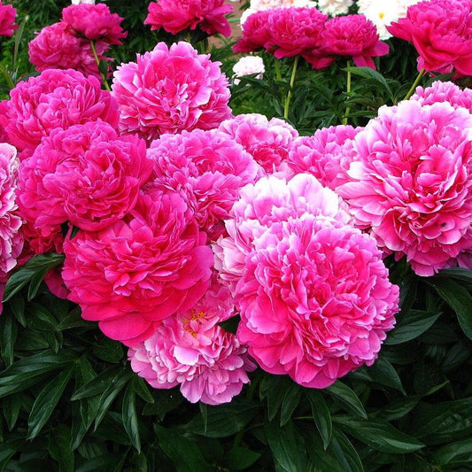 Paeonia lactiflora - Kansas Peony