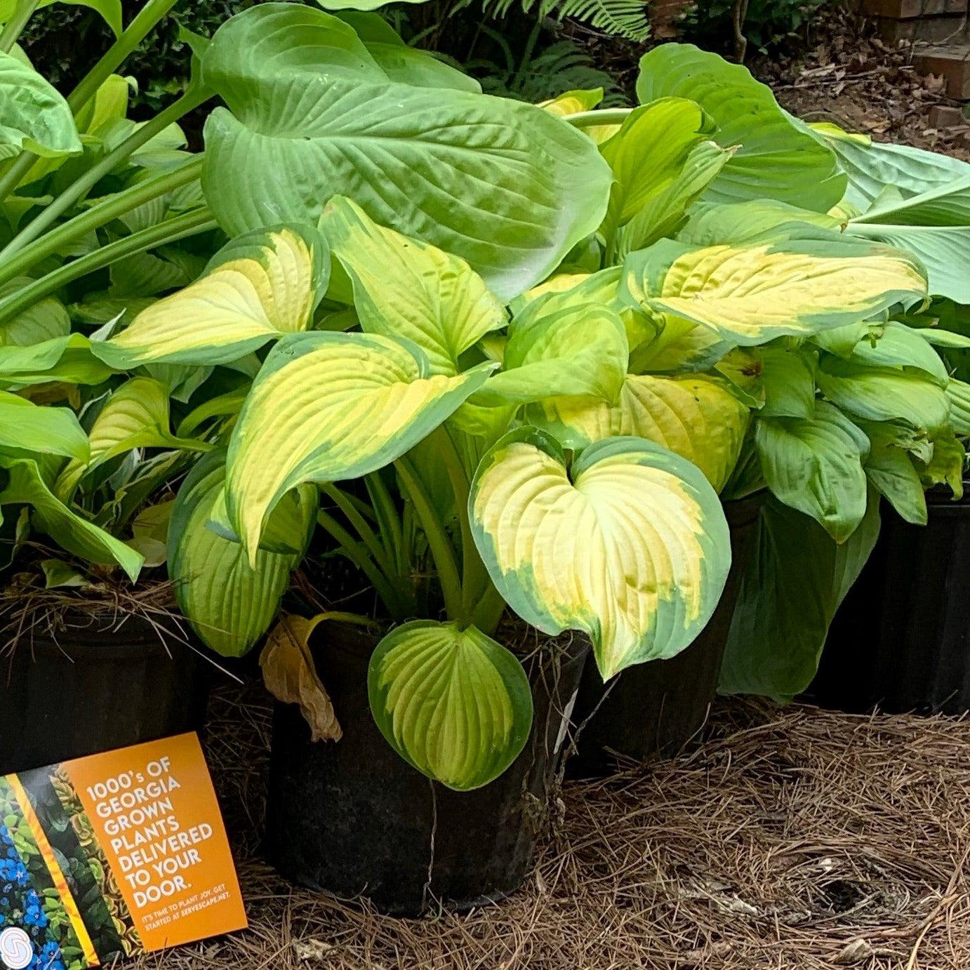 Hosta - Stained Glass Hosta