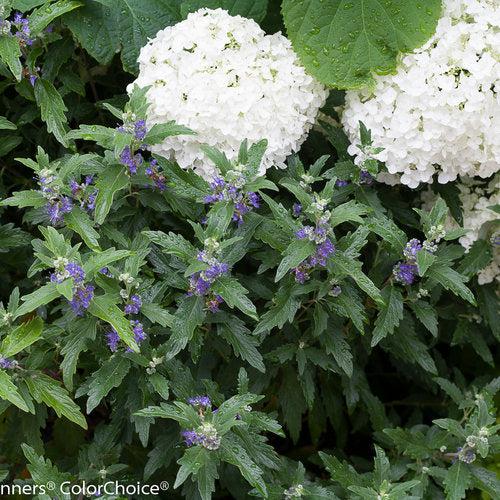 Caryopteris x clandonensis - Beyond Midnight® Bluebeard