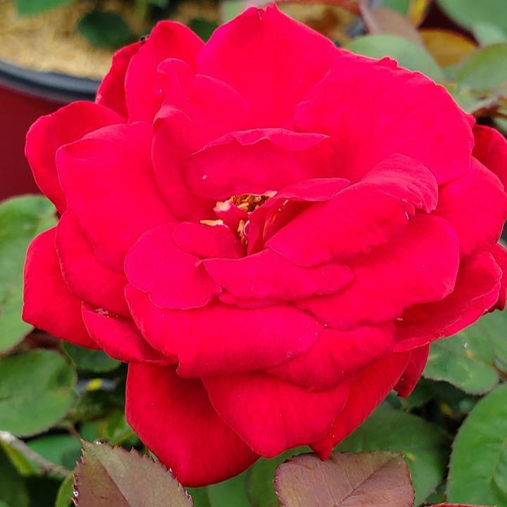 Rosa - Easy Elegance® Kashmir Rose