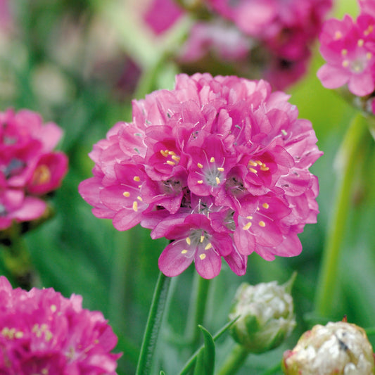 Armeria maritima - Morning Star Deep Rose Sea Thrift