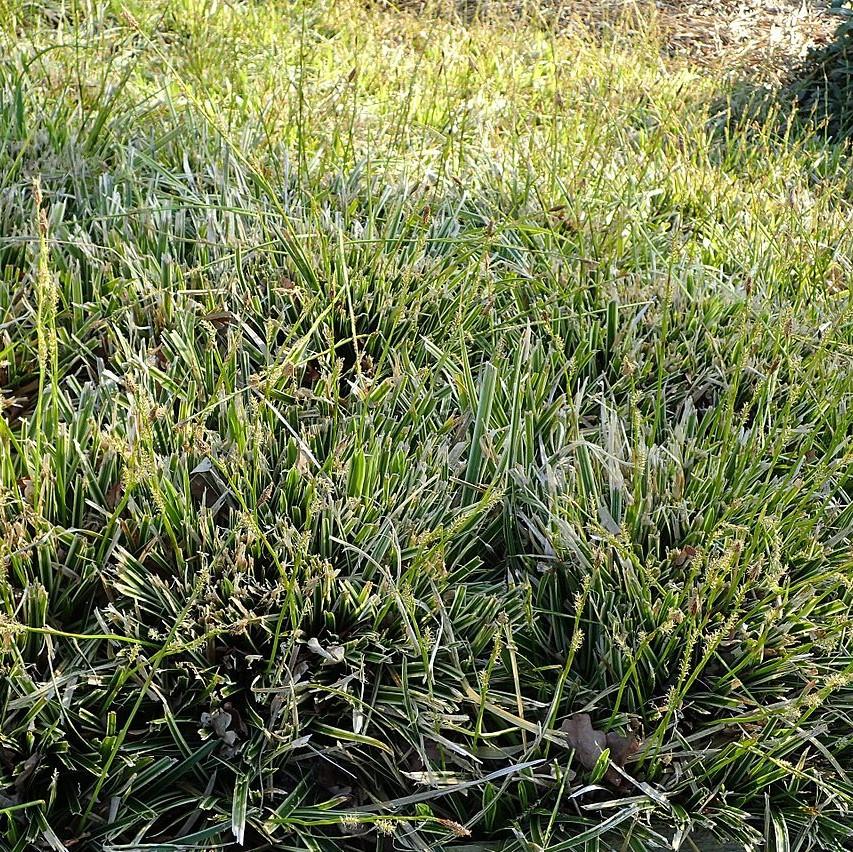 Carex morrowii - Ice Dance Sedge