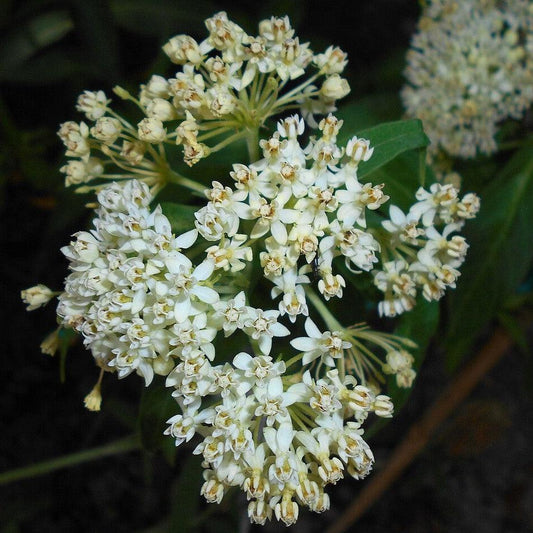 Asclepias incarnata - Ice Ballet Swamp Milkweed