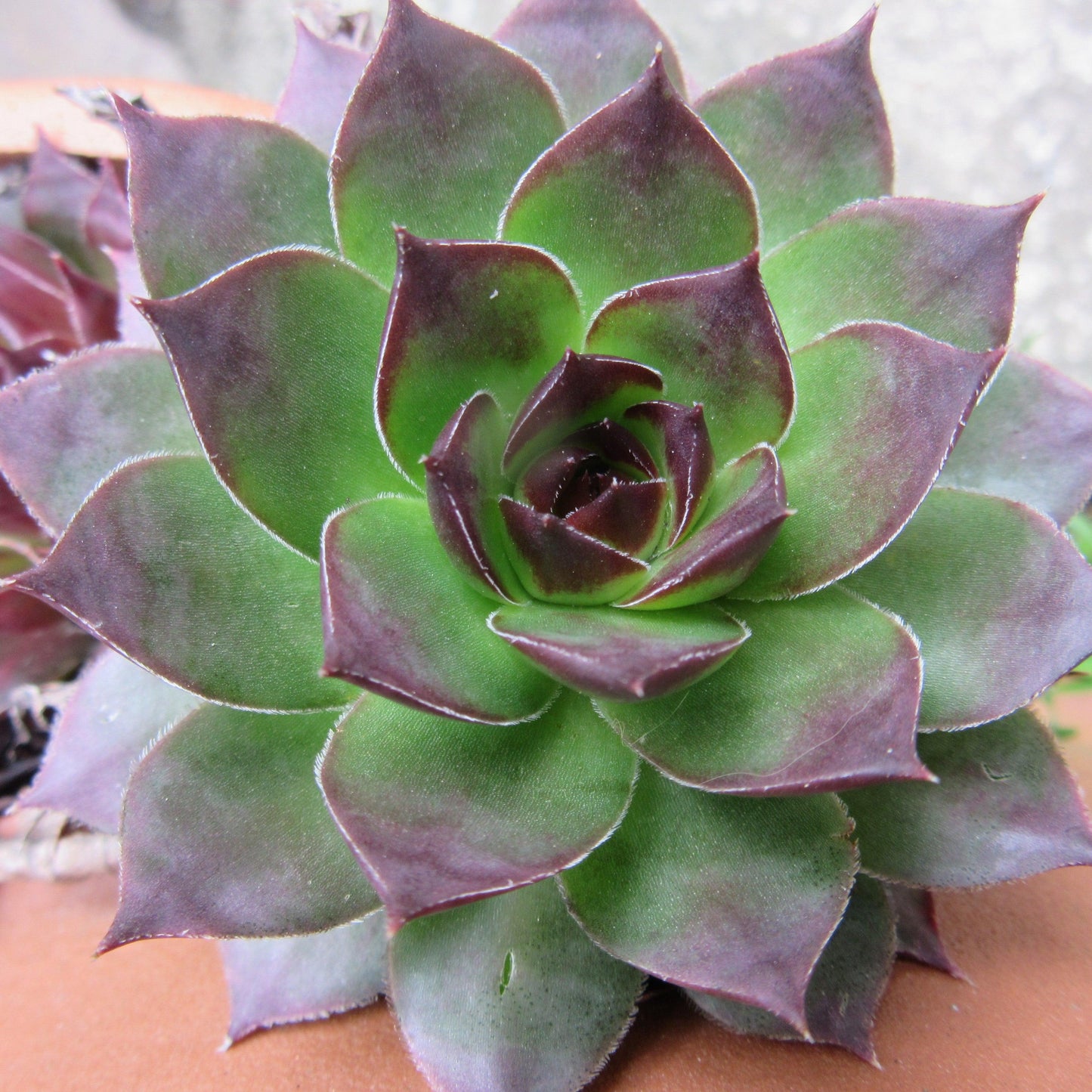Sempervivum - Black Echeveria, Hens and Chicks