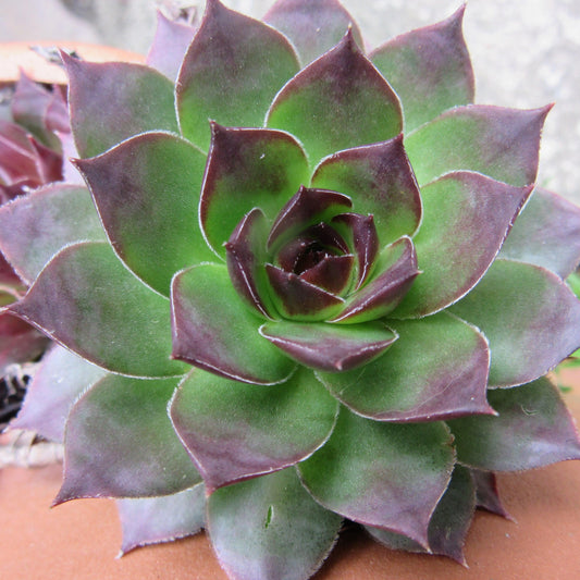 Sempervivum - Black Echeveria, Hens and Chicks