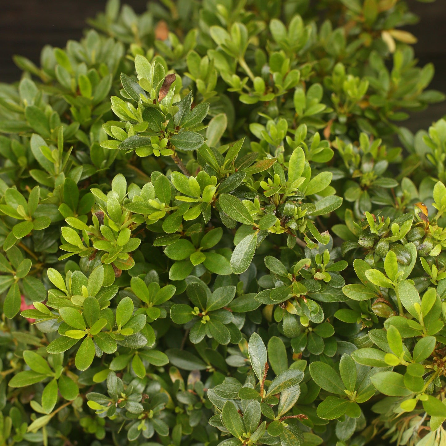 Azalea x - Gumpo Pink Azalea