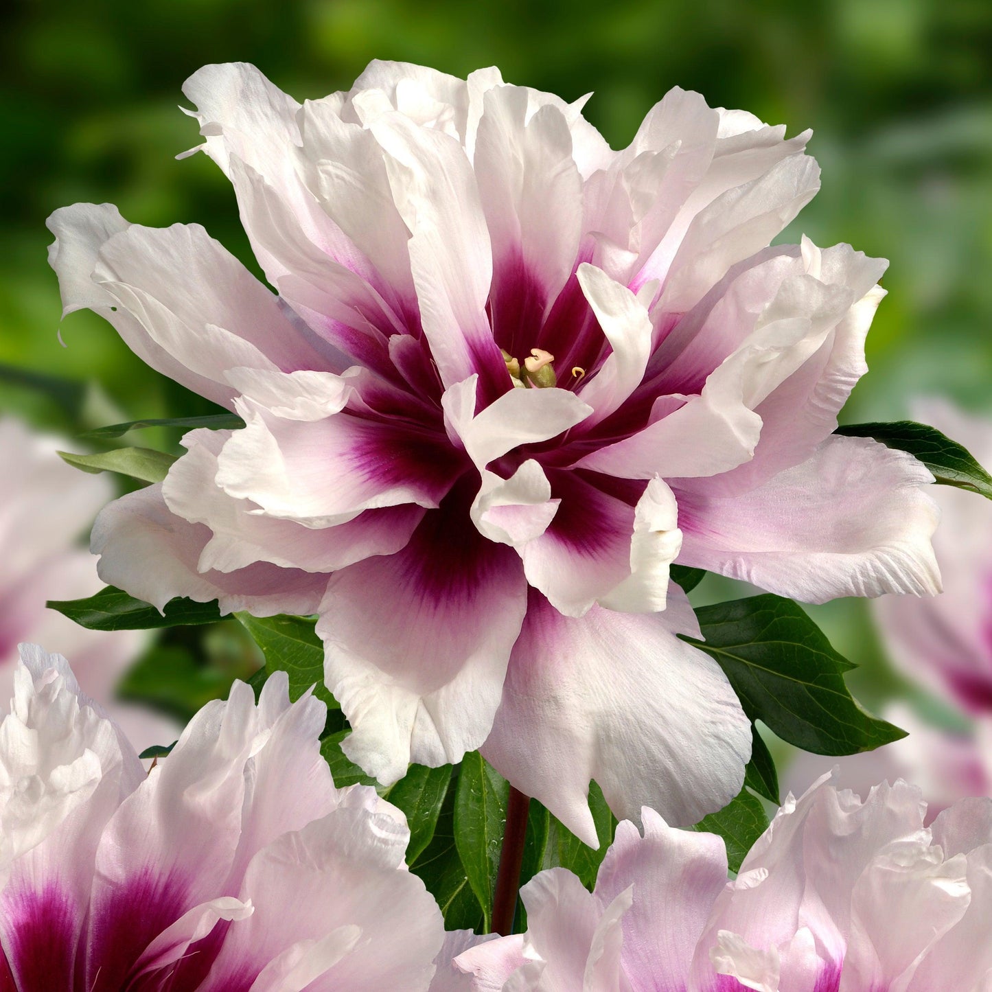 Paeonia - Cora Louise Itoh Peony