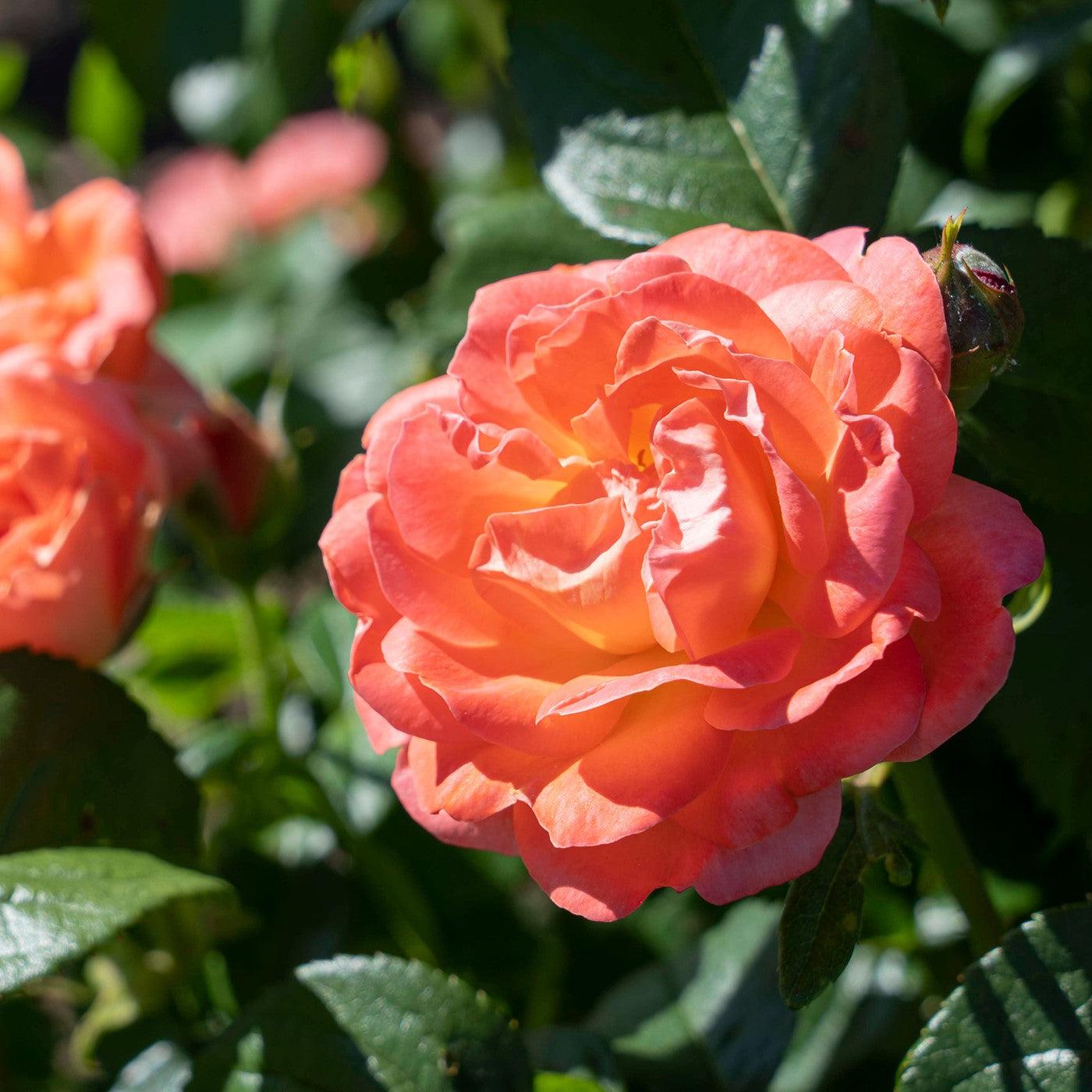 Rosa - Orange Glow™ Knock Out® Rose