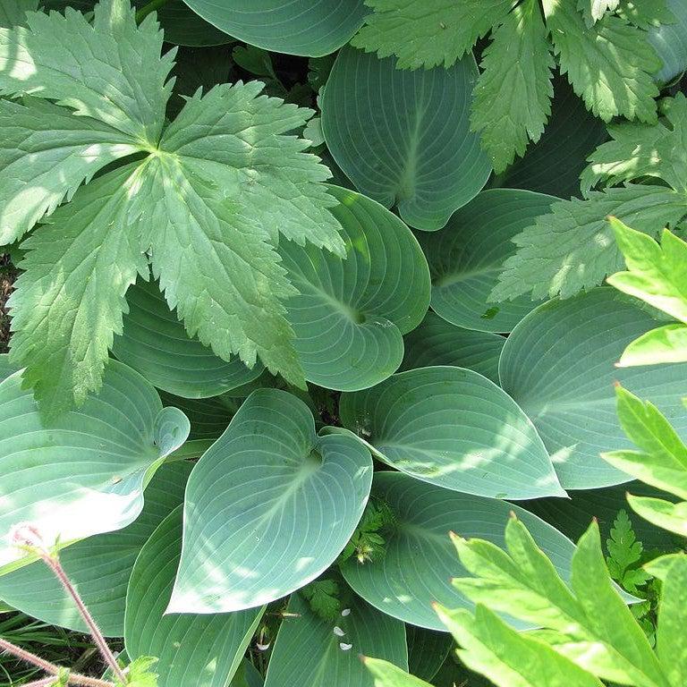 Hosta - Halcyon Hosta