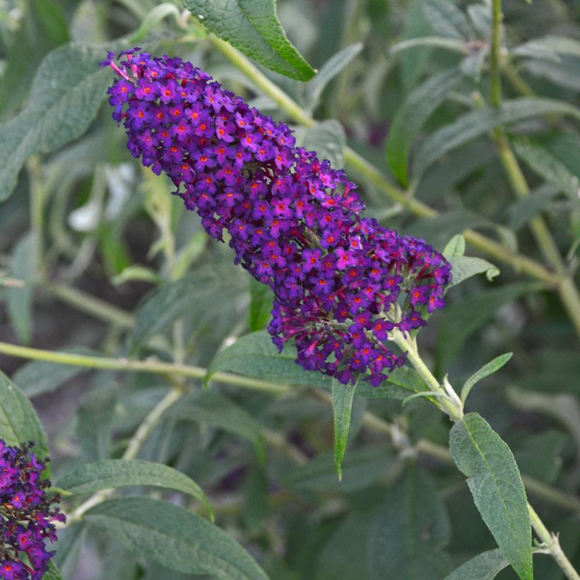 Buddleia - MONARCH® Dark Dynasty Butterfly Bush