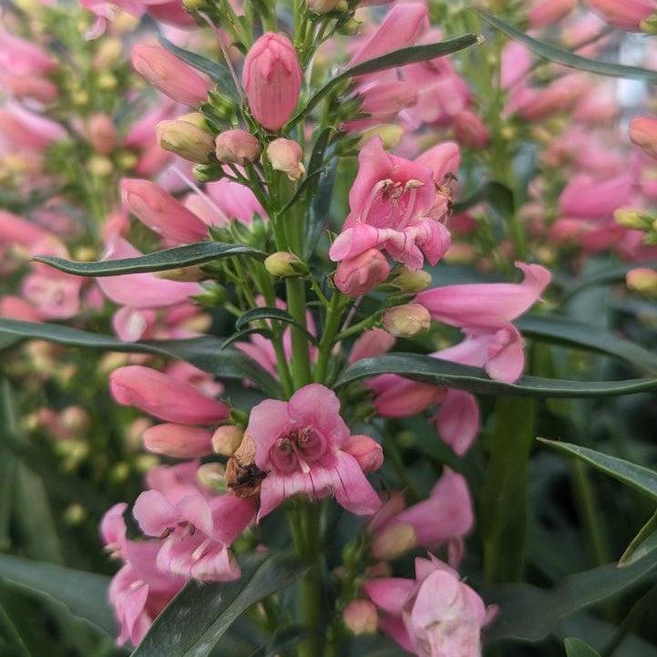 Penstemon - Pristine Pink Beardtongue
