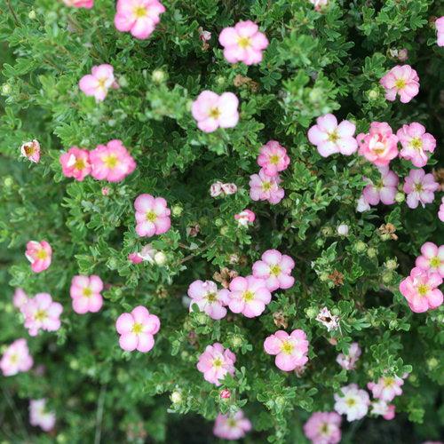 Potentilla fruticosa - PW® Happy Face Hearts® Potentilla