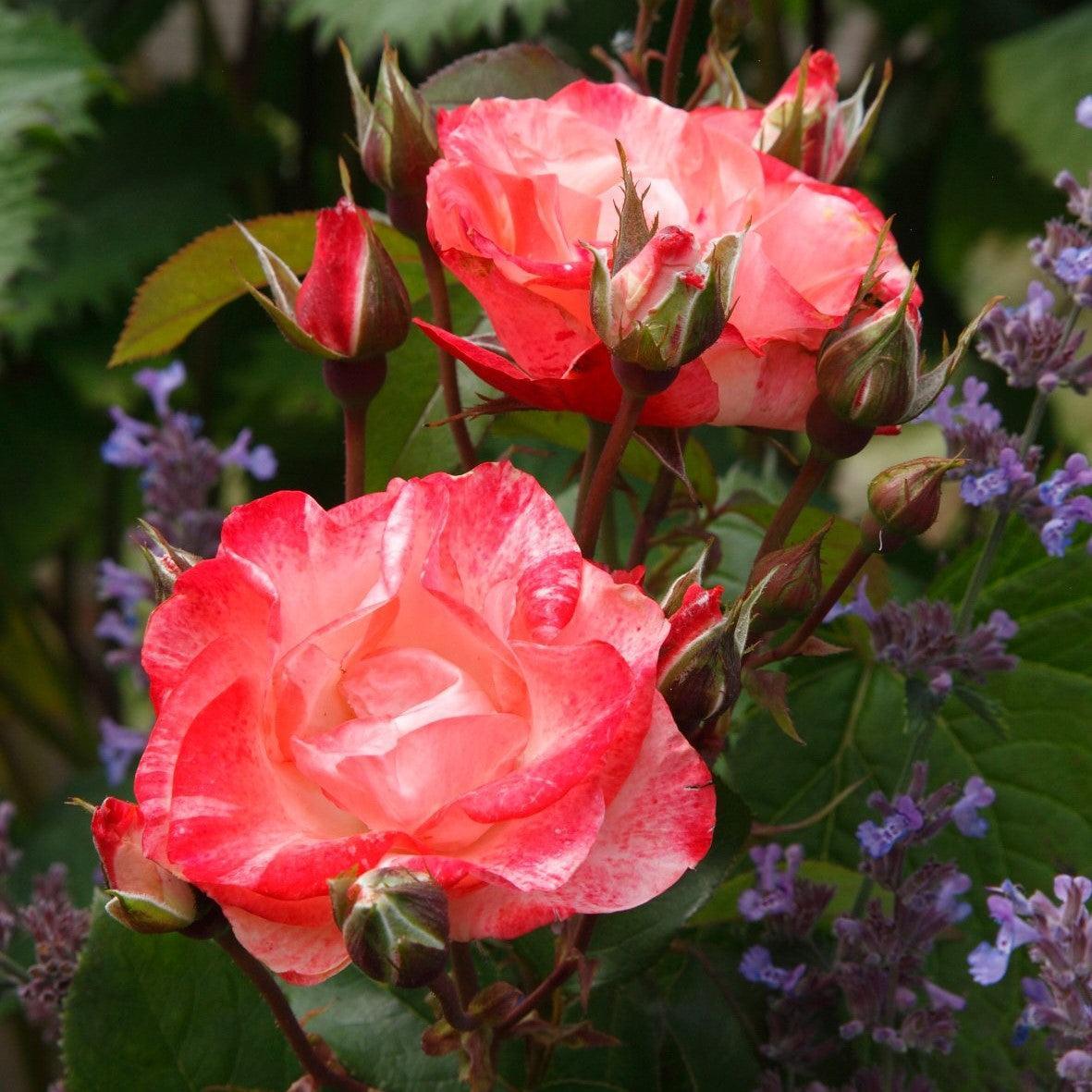 Rosa - Color Splash™ Rose