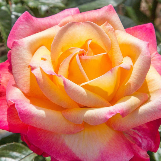 Rosa - Enchanted Peace™ Rose