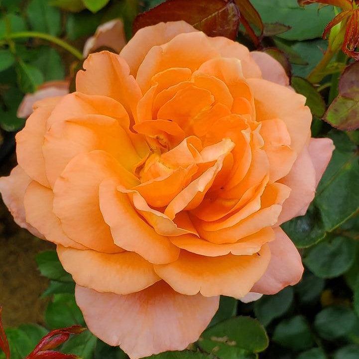 Rosa - Easy Elegance® Sweet Fragrance Rose