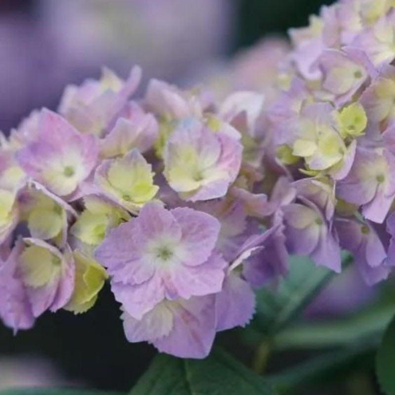 Hydrangea macrophylla × serrata - Let's Dance® Sky View® Hydrangea