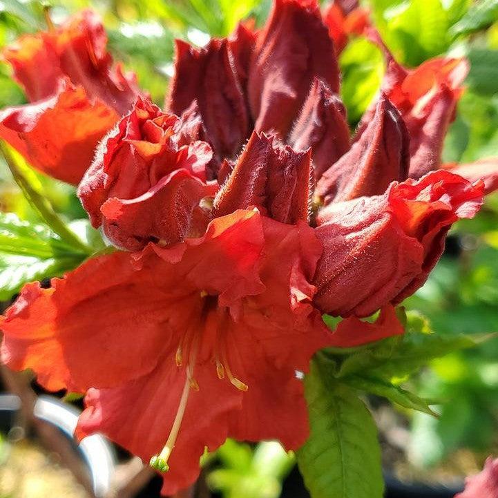 Red Demon Azalea