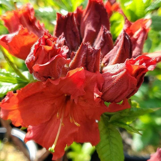 Red Demon Azalea