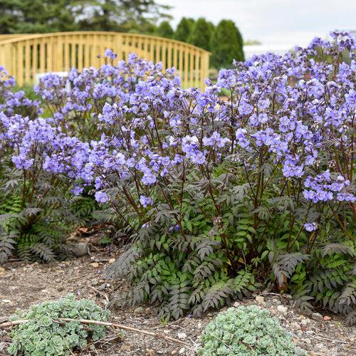 Polemonium - PW® Heaven Scent Jacob's Ladder