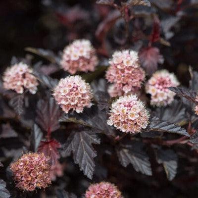 Physocarpus opulifolius - First Editions® Fireside® Ninebark