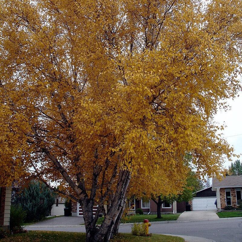 Betula papyrifera  - Paper Birch